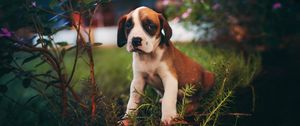 Preview wallpaper puppy, dog, cute, sits