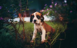 Preview wallpaper puppy, dog, cute, sits