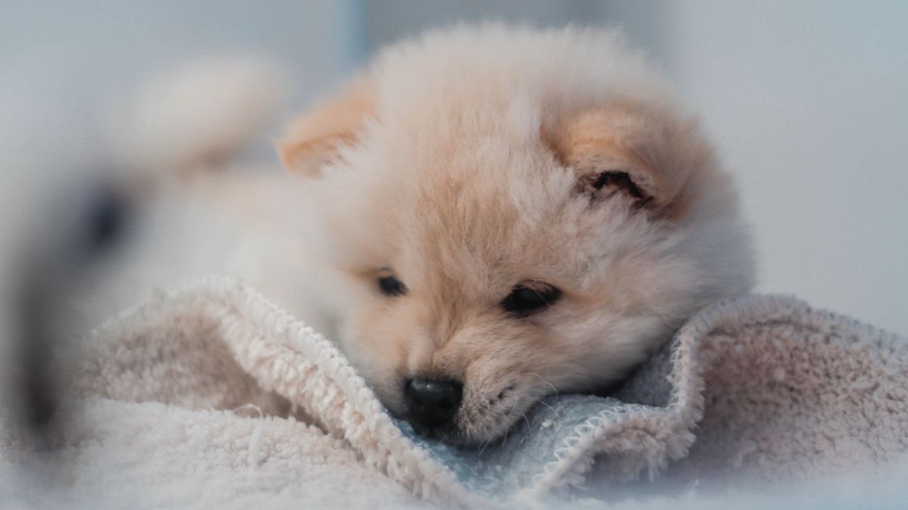 Wallpaper puppy, dog, cute, fluffy, pet