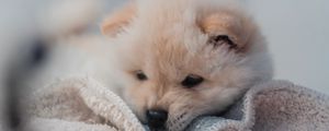 Preview wallpaper puppy, dog, cute, fluffy, pet