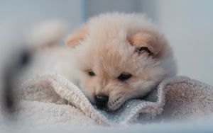 Puppy 4k ultra hd 16:10 wallpapers hd, desktop backgrounds 3840x2400, images  and pictures