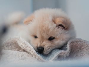 Preview wallpaper puppy, dog, cute, fluffy, pet