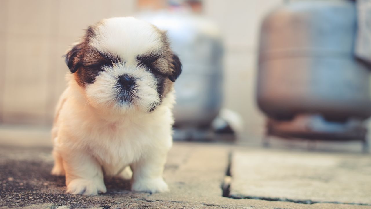 Wallpaper puppy, dog, cute, fluffy, pet