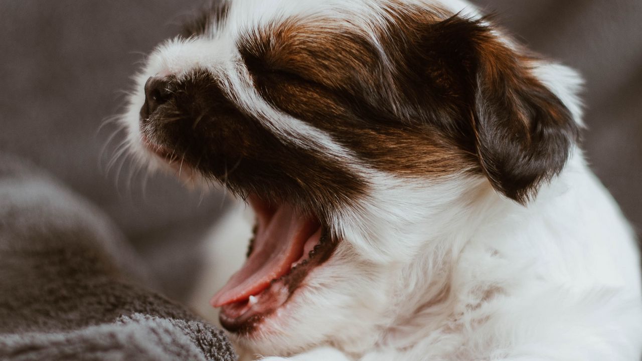 Wallpaper puppy, dog, cute, small, yawn
