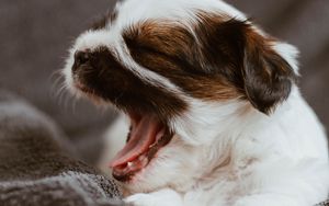 Preview wallpaper puppy, dog, cute, small, yawn