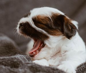 Preview wallpaper puppy, dog, cute, small, yawn