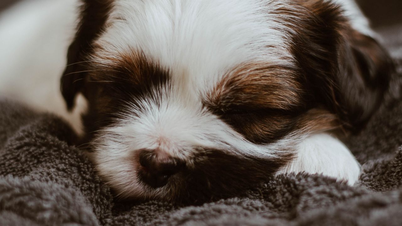 Wallpaper puppy, dog, cute, small, sleep