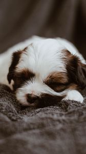 Preview wallpaper puppy, dog, cute, small, sleep