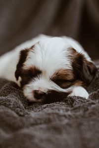 Preview wallpaper puppy, dog, cute, small, sleep
