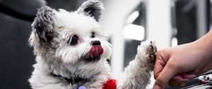 Preview wallpaper puppy, dog, cute, protruding tongue