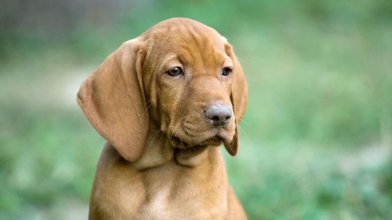 Wallpaper puppy, dog, ears, big-eared, muzzle, sadness