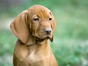 Preview wallpaper puppy, dog, ears, big-eared, muzzle, sadness