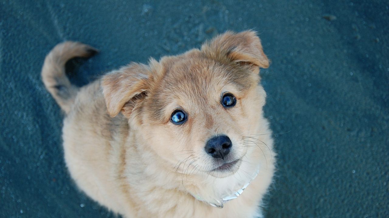 Wallpaper puppy, dog, eyes