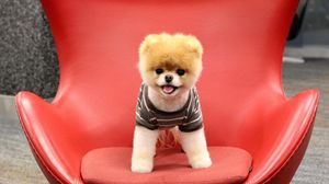 Preview wallpaper puppy, dog, face, sit