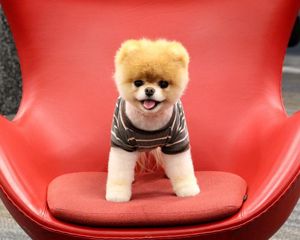 Preview wallpaper puppy, dog, face, sit