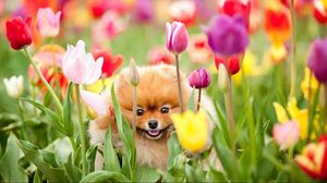 Preview wallpaper puppy, dog, field, flowers, tulips