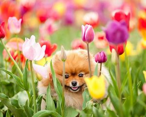Preview wallpaper puppy, dog, field, flowers, tulips