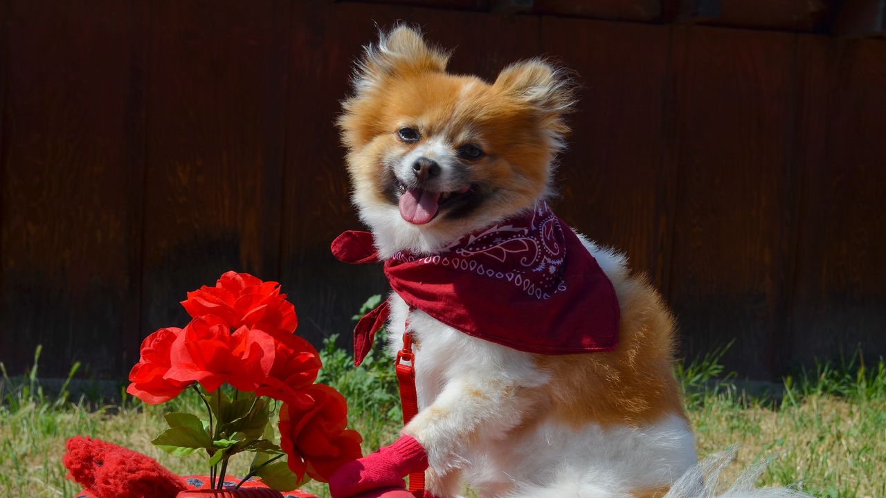 Wallpaper puppy, dog, flowers, shawl, protruding tongue
