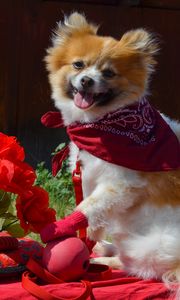 Preview wallpaper puppy, dog, flowers, shawl, protruding tongue