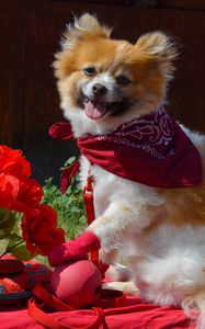 Preview wallpaper puppy, dog, flowers, shawl, protruding tongue