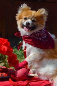 Preview wallpaper puppy, dog, flowers, shawl, protruding tongue