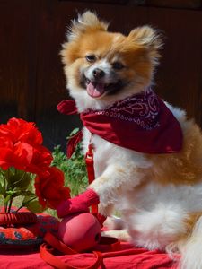 Preview wallpaper puppy, dog, flowers, shawl, protruding tongue