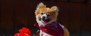 Preview wallpaper puppy, dog, flowers, shawl, protruding tongue