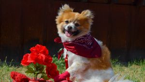 Preview wallpaper puppy, dog, flowers, shawl, protruding tongue