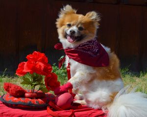 Preview wallpaper puppy, dog, flowers, shawl, protruding tongue