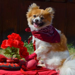 Preview wallpaper puppy, dog, flowers, shawl, protruding tongue