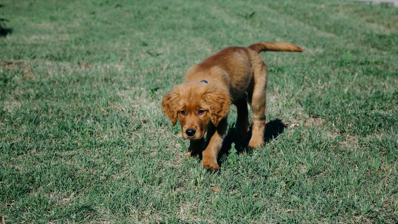 Wallpaper puppy, dog, grass