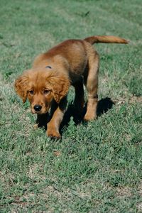 Preview wallpaper puppy, dog, grass