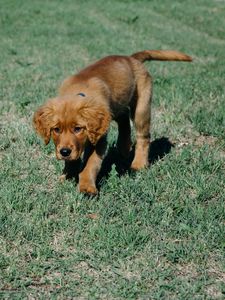 Preview wallpaper puppy, dog, grass