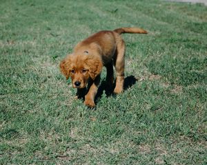 Preview wallpaper puppy, dog, grass