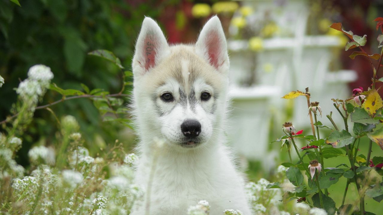 Wallpaper puppy, dog, husky, grass, flowers, field