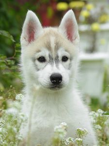 Preview wallpaper puppy, dog, husky, grass, flowers, field