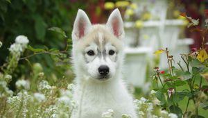 Preview wallpaper puppy, dog, husky, grass, flowers, field