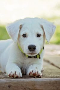 Preview wallpaper puppy, dog, lying, white