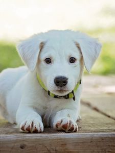 Preview wallpaper puppy, dog, lying, white