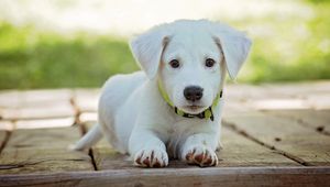 Preview wallpaper puppy, dog, lying, white