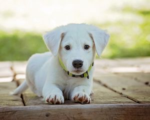 Preview wallpaper puppy, dog, lying, white