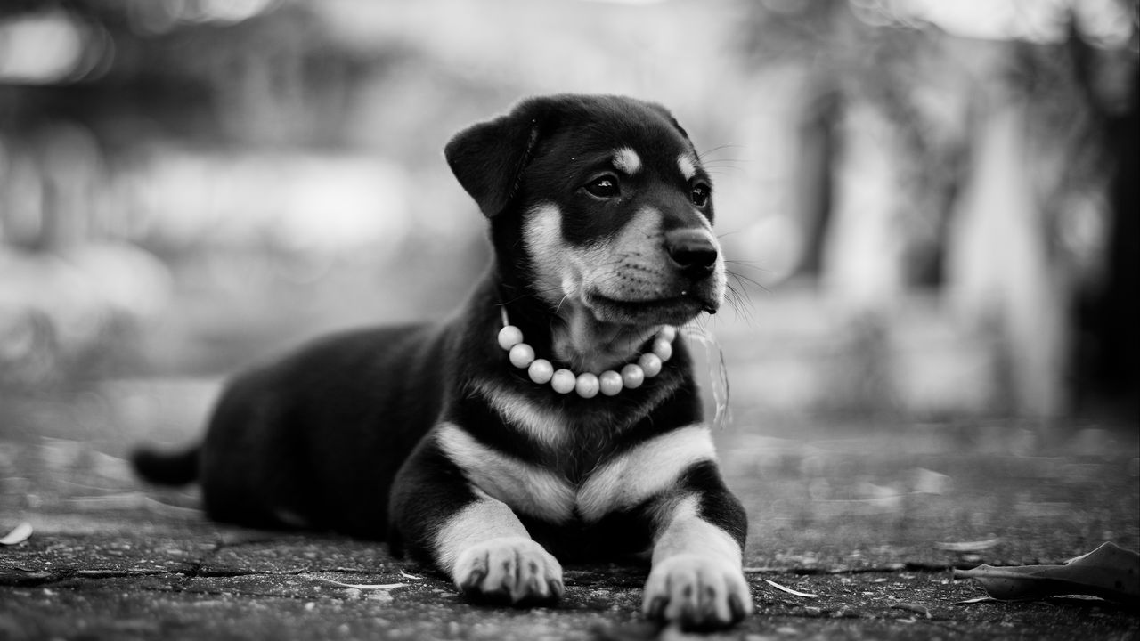 Wallpaper puppy, dog, lying, collar, bw