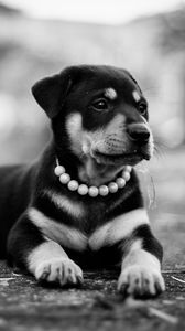 Preview wallpaper puppy, dog, lying, collar, bw