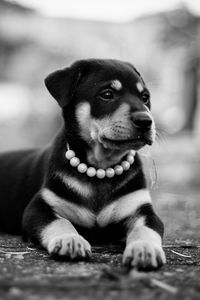 Preview wallpaper puppy, dog, lying, collar, bw