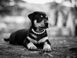 Preview wallpaper puppy, dog, lying, collar, bw