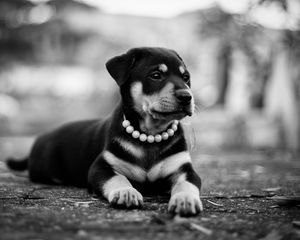 Preview wallpaper puppy, dog, lying, collar, bw