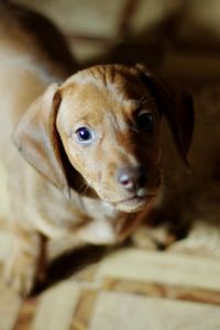 Preview wallpaper puppy, dog, miscellaneous, mood, beauty