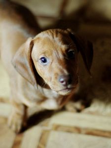 Preview wallpaper puppy, dog, miscellaneous, mood, beauty