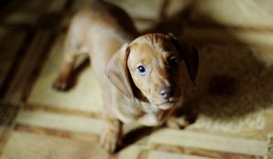 Preview wallpaper puppy, dog, miscellaneous, mood, beauty