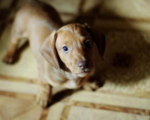 Preview wallpaper puppy, dog, miscellaneous, mood, beauty